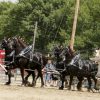 drafthorse photo