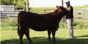 Jarred Jans –  Ready for Murray County Fair