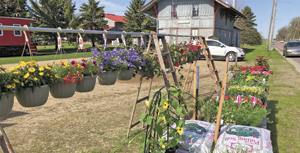Hometown Plants new to Fulda Farmers Market